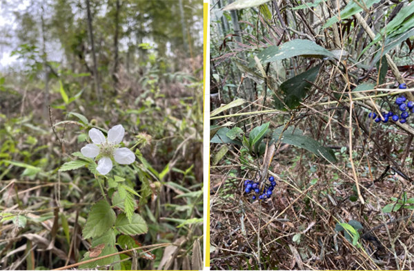 凝心聚力再出發(fā),風(fēng)雨同舟赴星溪!--廣東博皓2024龍年首登星溪之旅 -5