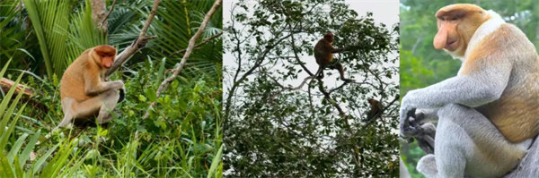 暢游碧海藍天，共筑團隊夢想—博皓沙巴風情之旅        -3