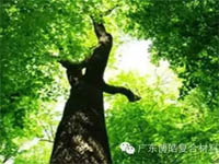 【博皓感悟】欲為大樹，莫與草爭