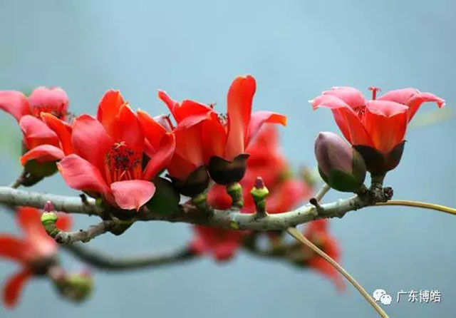 正值人間四月天,博皓2017年一季度會(huì)議拉開(kāi)了序幕